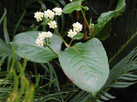 蔓蕎麦（ツルソバ）