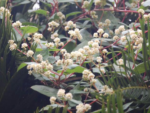 蔓蕎麦（ツルソバ）