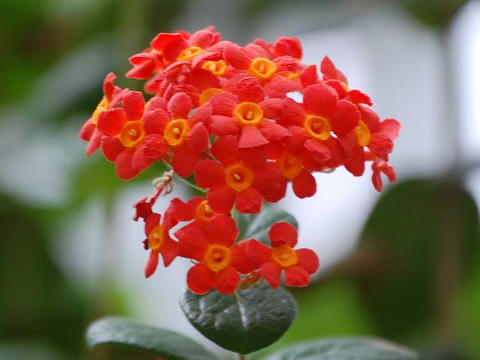 紅茉莉（ベニマツリ）