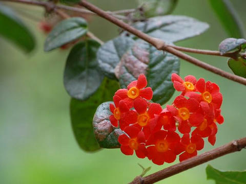 紅茉莉（ベニマツリ）
