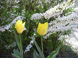 tulip2.jpg