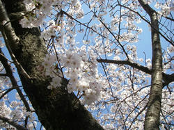 sakura-april1.jpg