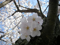 神社裏桜２