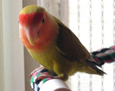 ピントが合わないわー