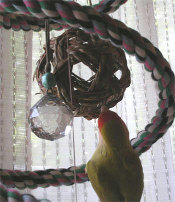 凄い格好で齧ってるよ