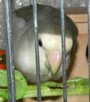 小松菜の付け根をかじるモグ