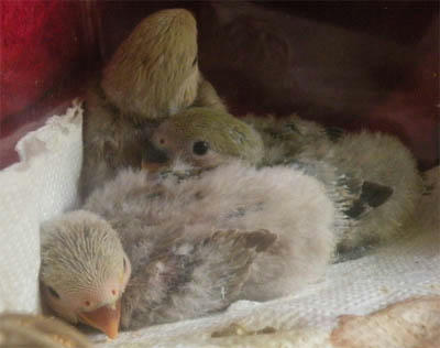 虫かごにひなひな