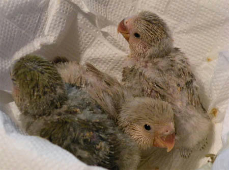 食後のひなひな