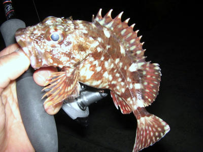 カサゴ　ガシラ　ホゴ