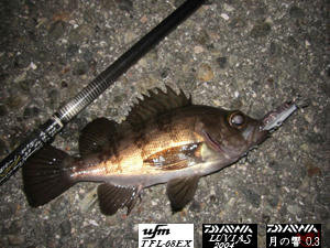 釣り ﾒﾊﾞﾙ ﾒﾊﾞﾘﾝｸﾞ