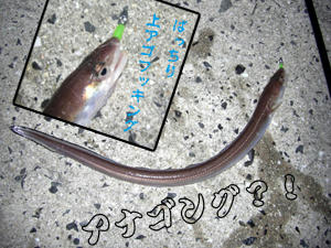 メバリング　アナゴ