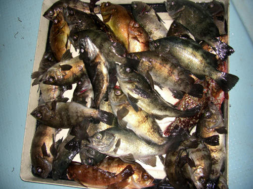 メバリング　釣果　メバル