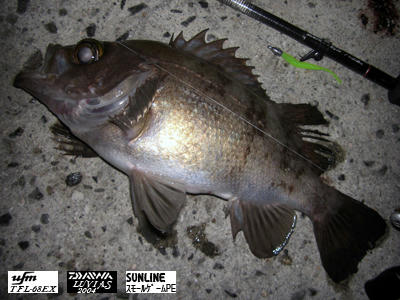 メバリング　メバル　釣果