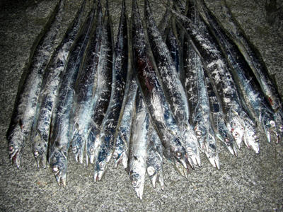 釣果　タチウオ　太刀魚