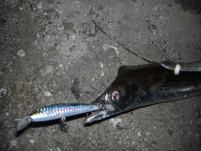 釣り　釣果　タチウオ