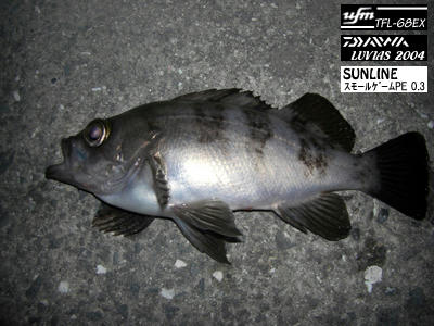 釣り　アジング　メバル