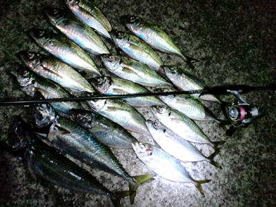 広島 アジング 釣果