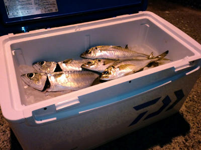 広島 アジング　釣果
