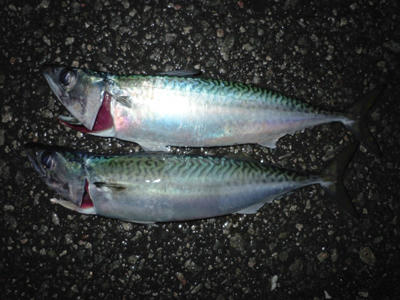 釣り情報　メバリング　サバ