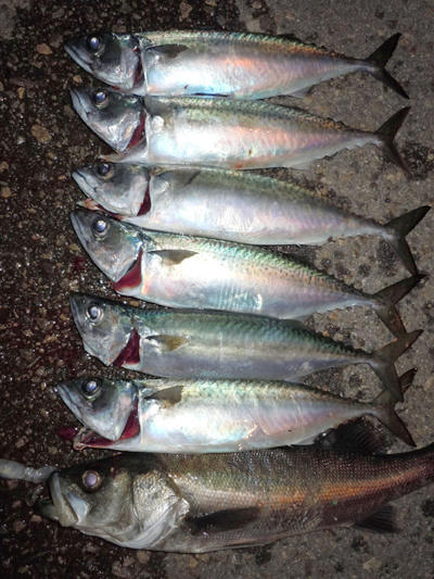 広島　サバ　釣果