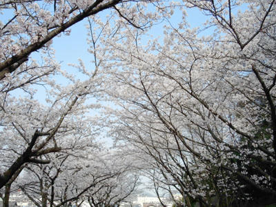 アジング メバリング 釣果