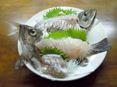 広島　アジ　メバル