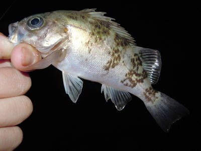 釣り情報 メバリング 釣果