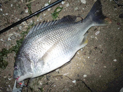 広島 釣り キビレ