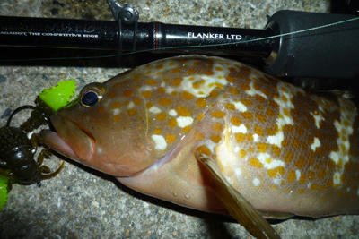 釣り　情報　アコウ