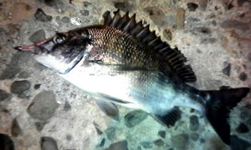 広島　釣り情報　チヌ
