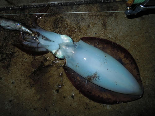 釣り　エギング　アオリイカ