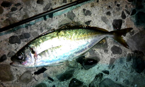 釣り　あじんぐ　鯵