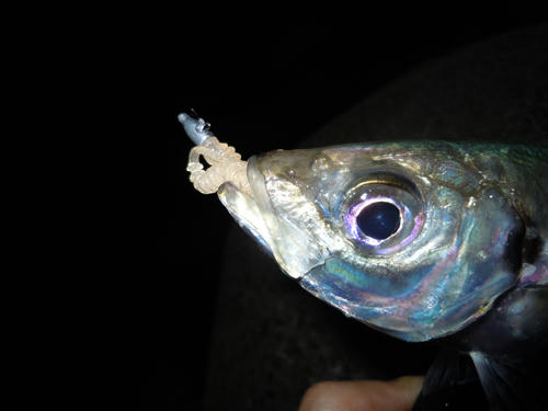 アジング　鯵　釣果