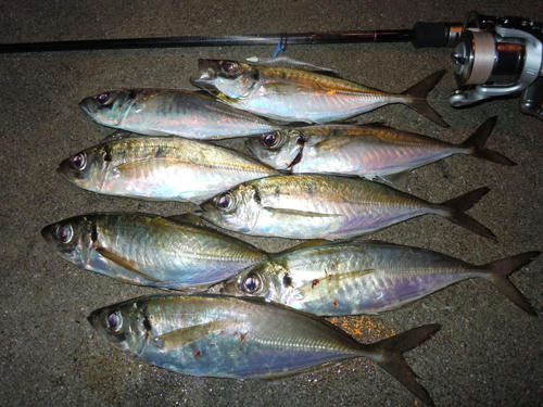 鯵　アジング　釣り情報