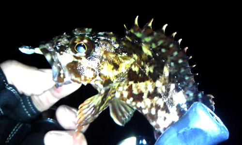 メバリング　釣果　カサゴ