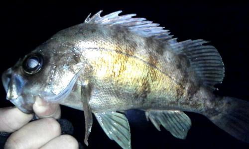 広島　アジング　釣果