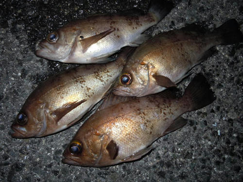 とびしま　メバル　釣果情報