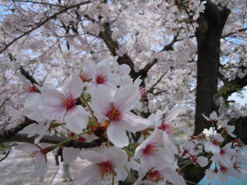 桜鯛　サクラ　しまなみ