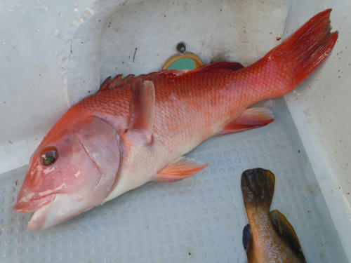 鯛ラバ 釣果 コブダイ