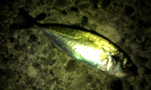アジング　アジ　釣果