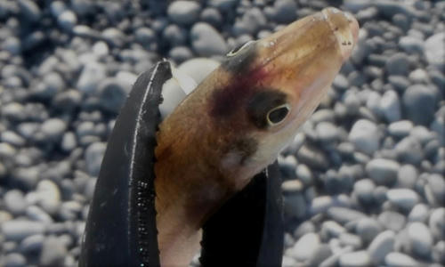 ショアジグサビキ　釣果　キス
