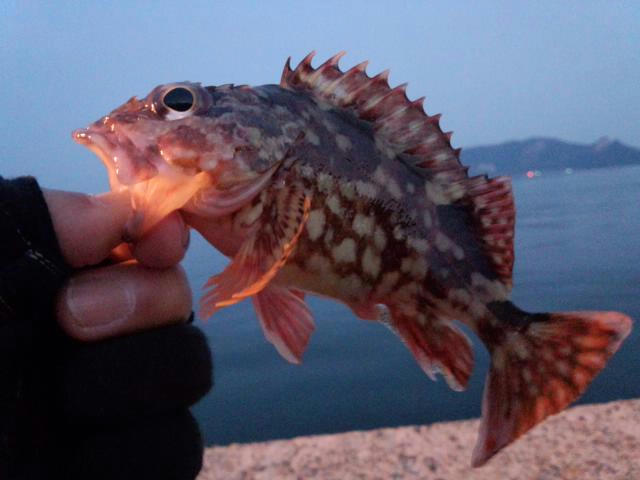 メバル　カサゴ　瀬戸内