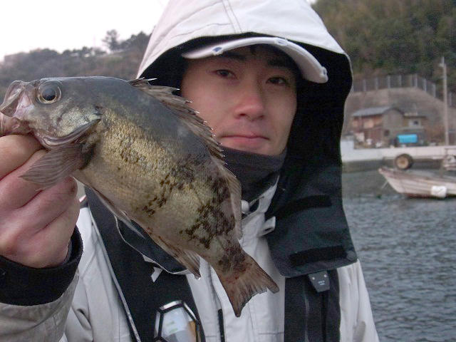 メバル　目張　春告魚