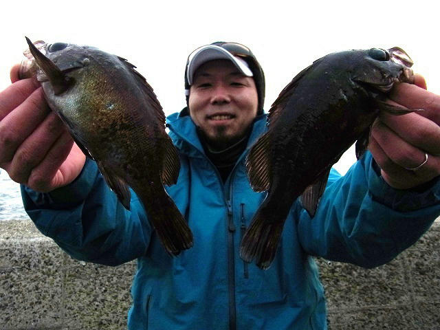メバリング　目張　瀬戸内海