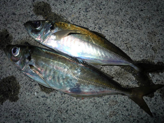 宇和　アジング　鯵
