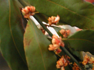 bayleaves.JPG