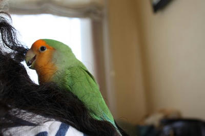 shoulder.jpg