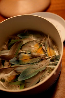 mboni_feathers.jpg