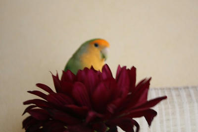 dahlia.jpg