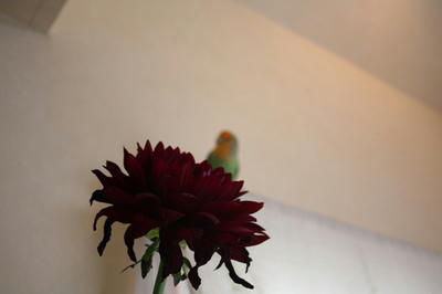 dahlia4.jpg
